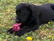 Süße Labradorhündin 12Wochen - Castrop-Rauxel