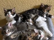 Maine Coon & Maine Coon/Sibirische Waldkatze Mix - Hannover Vahrenwald-List