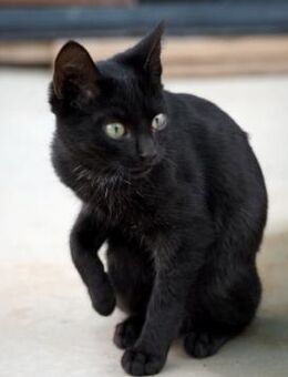 Liebe, junge Kater Lolo und Lucifer - Karlsruhe