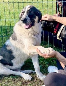 Pechino braucht dringend Hilfe - Herxheim (Landau)