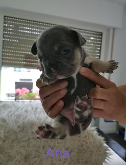 Französische Bulldogge Welpen - Gummersbach