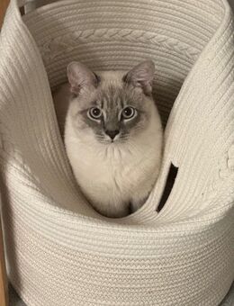 Deckkater Simba Britisch Kurzhaar blutpointed - Witten