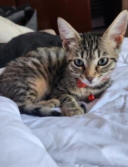 Kleine Mimmi auf der Suche nach dir - Esslingen (Neckar)
