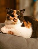 BKH Katze mit Stammbaum in 59199