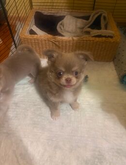 Chihuahua Welpe Rüde 10 Wochen!!! - Malchin