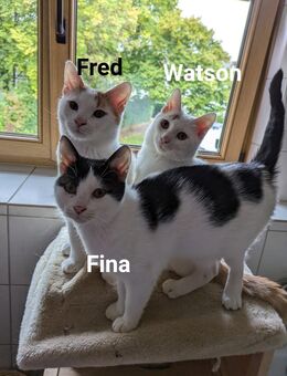 Kitten Fred, Watson und Fina - München Schwabing-West