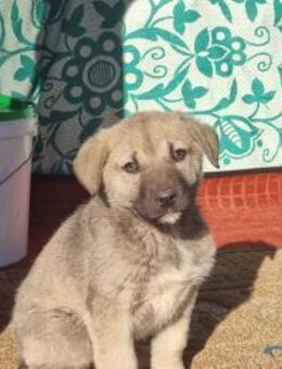 Nick sucht seinen Menschen - Eixen