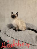 Siam Kitten "Geimpft mit Untersuchung" in 31061