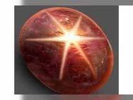 5, 08 ct - Schöner BLACK RED STAR RUBY , nicht Farbbehandelt ! inkl. dt. ZERTIFIKAT - Neubrandenburg