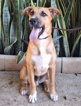 Chocolate hätte so gerne eine Familie - Laatzen