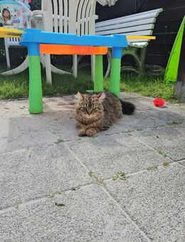 Türkische Angora Mix Katze 8 Monate alt - Bremerhaven