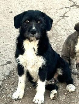 Leona sucht ein liebevolles Zuhause - Berlin