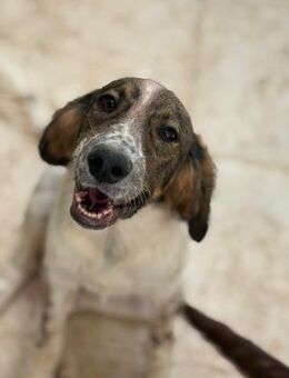 Lu möchte ankommen - Beckingen
