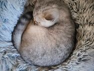 britische kurze Haare BKH Kater 16wochen - Oldenburg
