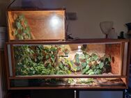 Terrarium mit Kornnatter-Dame "Matilda" – liebevoll gehalten, gesund & zahm - Geratskirchen