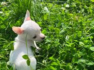 Chihuahua welpen - Bonn
