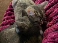 2 Baby kitten zu verkaufen - Köln