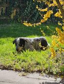 Catlle Dog Jagdhund Mischling in 83064