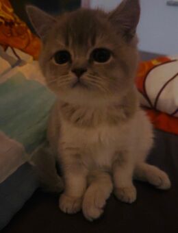 reinrassige BKH Kitten (nur noch Beige) - Bremen