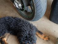 Robin und Rambo suchen noch ihre Familien - Werneck