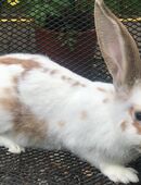 Rammler deutscher Riese Scheck in 91580