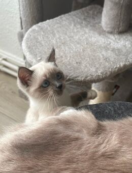 Süßes Ragdoll-Siam Mix Kätzchen - Wiesbaden Nordost