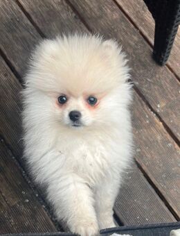 Zwergspitz Hündin/Welpe sucht neues Zuhause - Flensburg