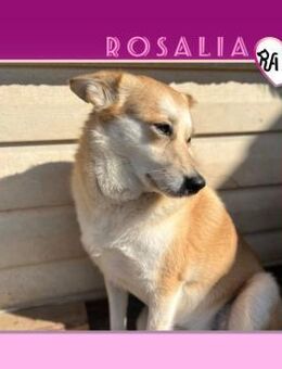 ❤ ROSALIA ❤ - SCHENKST DU MIR DEINE LIEB - Alfeld (Leine)