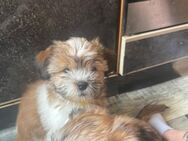 Shih- Tzu Bowlonka - Magdeburg
