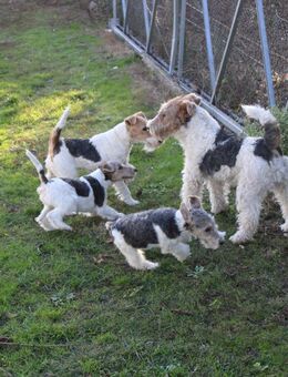 Drahthaar Foxterrier Welpen. #foxterrier. #hunde.#welpen - Steyerberg