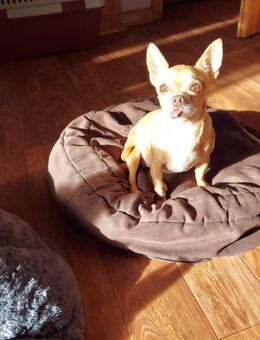 Parfis, Chihuahua Mädchen geb. 2018 - Remagen