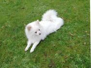 Pomeranian Zwergspitz Weibchen - Kyritz