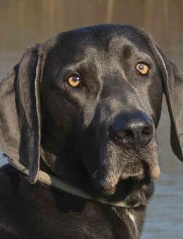 Joe Fritz - Weimaraner - 2 Jahre - Tierhilfe Franken e.V. - Lauf (Pegnitz) Zentrum