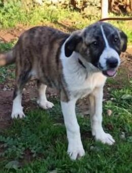 Hundekind Zeta wünscht sich eine Familie - Leonberg (Baden-Württemberg)