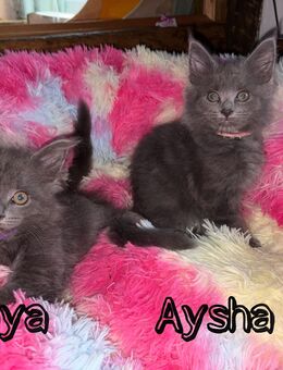 Maine Coon Kitten XXL Gene - Gemünden (Main)