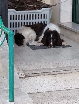 Gus - Springer Spaniel - Notfall ‼️ - Würzburg