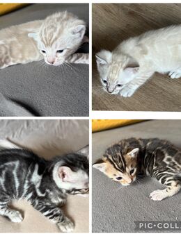 Süße Bengal kitten mit XL Rosetten Und Stammbaum - Dortmund