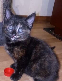 Schildpatt Katzen Babys Ulm - Ulm