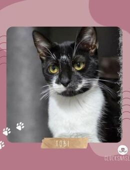 Katerchen Tobi wartet auf Post von Dir - Lalendorf