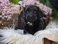 Maltipoo Welpen 🐶 - Prebberede