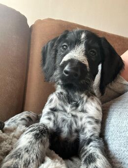 Welpen Hund - Herzebrock-Clarholz