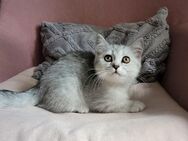 Babykatzen Britisch Kurzhaar - Ludwigshafen (Rhein)