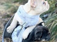 Französische Bulldoggen Welpen freiatmend Sportlich - Merzig