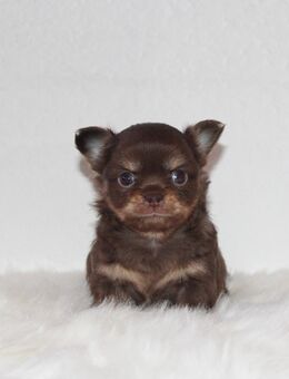 Reinrassige Chihuahua Welpen in Lilac und Schoko mit Ahnentafel - Köthen (Anhalt)