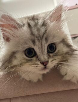 Blh kitten 1 Junge - Borkwalde