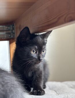 Kitten in liebevolle Hände Abzug - Neumagen-Dhron