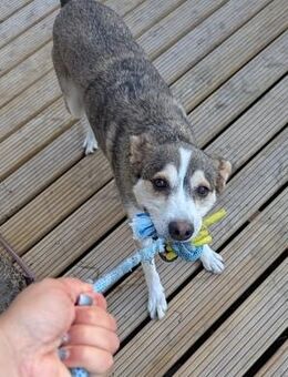 AKANI - liebevolles Zuhause gesucht - Bottrop