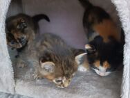 Die Kätzchen suchen eine neue Liebevolle Familie! - Lindberg