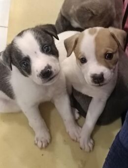 Mischling Welpen - Friedrichshafen