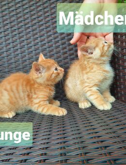 2 Kätzchen, Kitten, Babykatzen - Iphofen